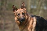 BERGER ALLEMAND 1264